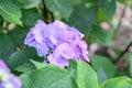 Bigleaf hydrangea, Hydrangea macrophylla Black Steel Blue, dark stems, blueish flowers Royalty Free Stock Photo